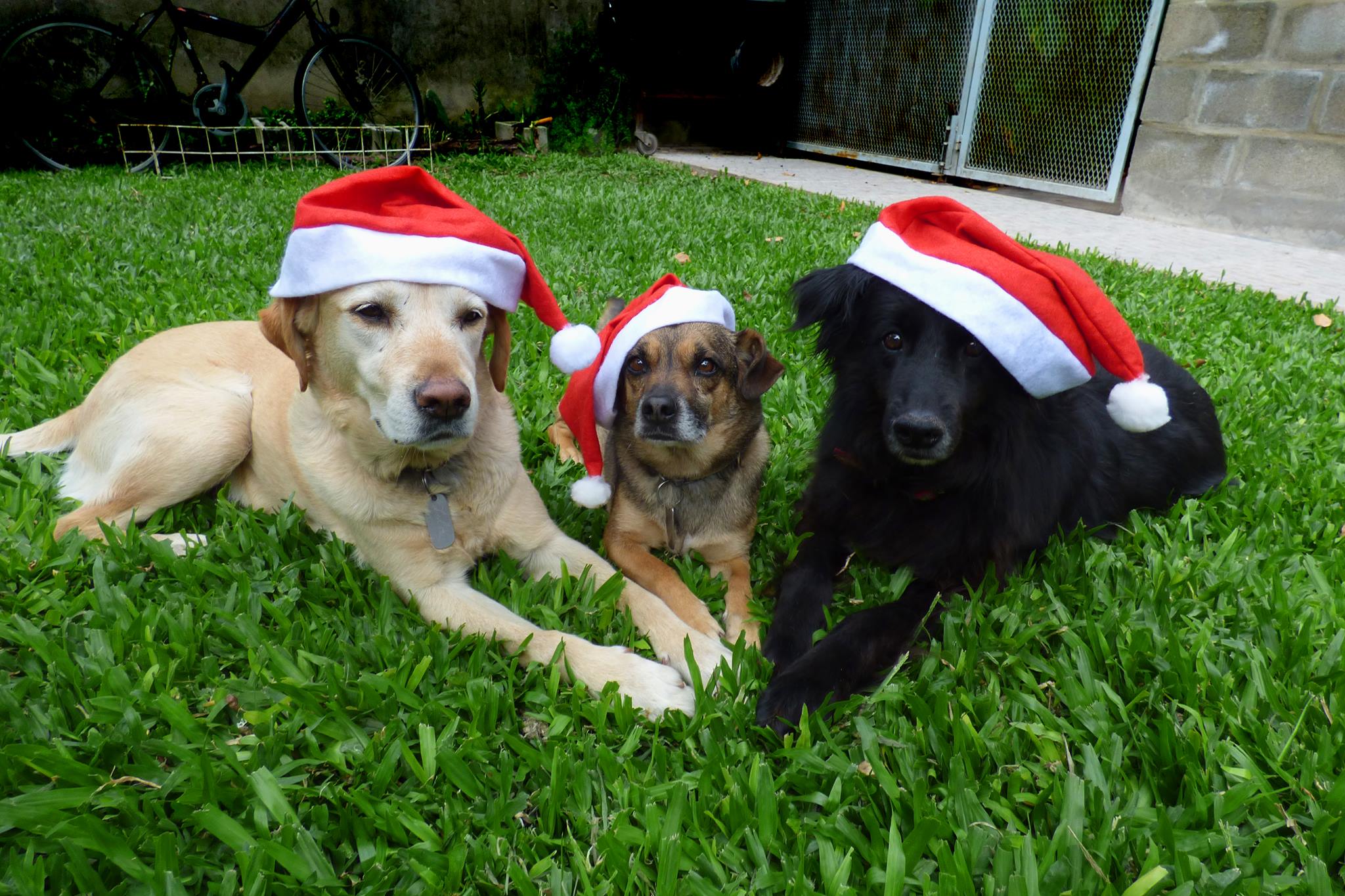 3 perros