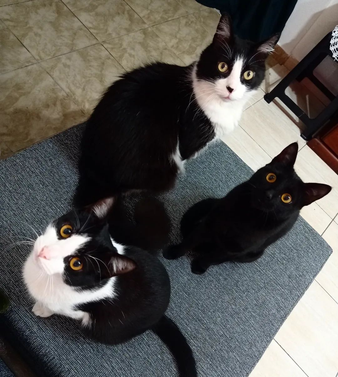 3 gatos