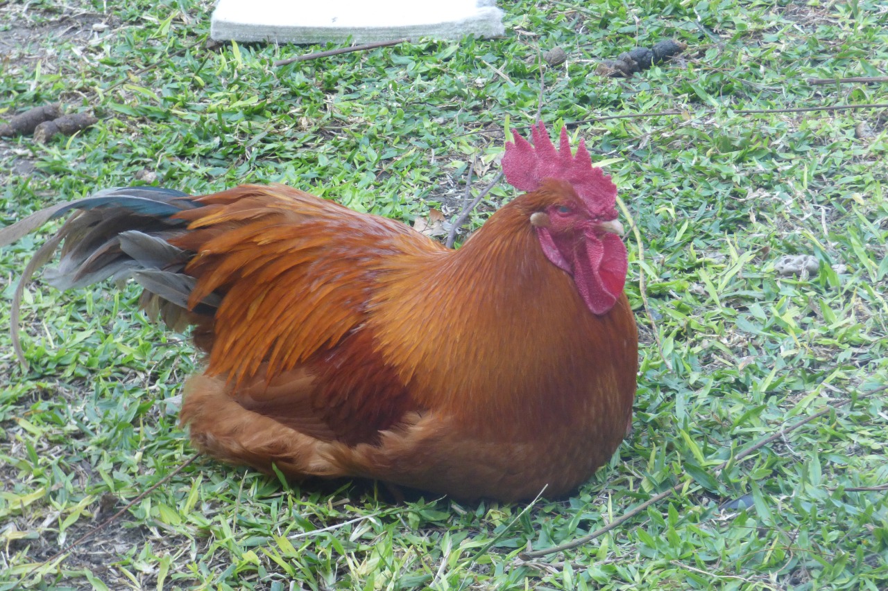 gallo roster