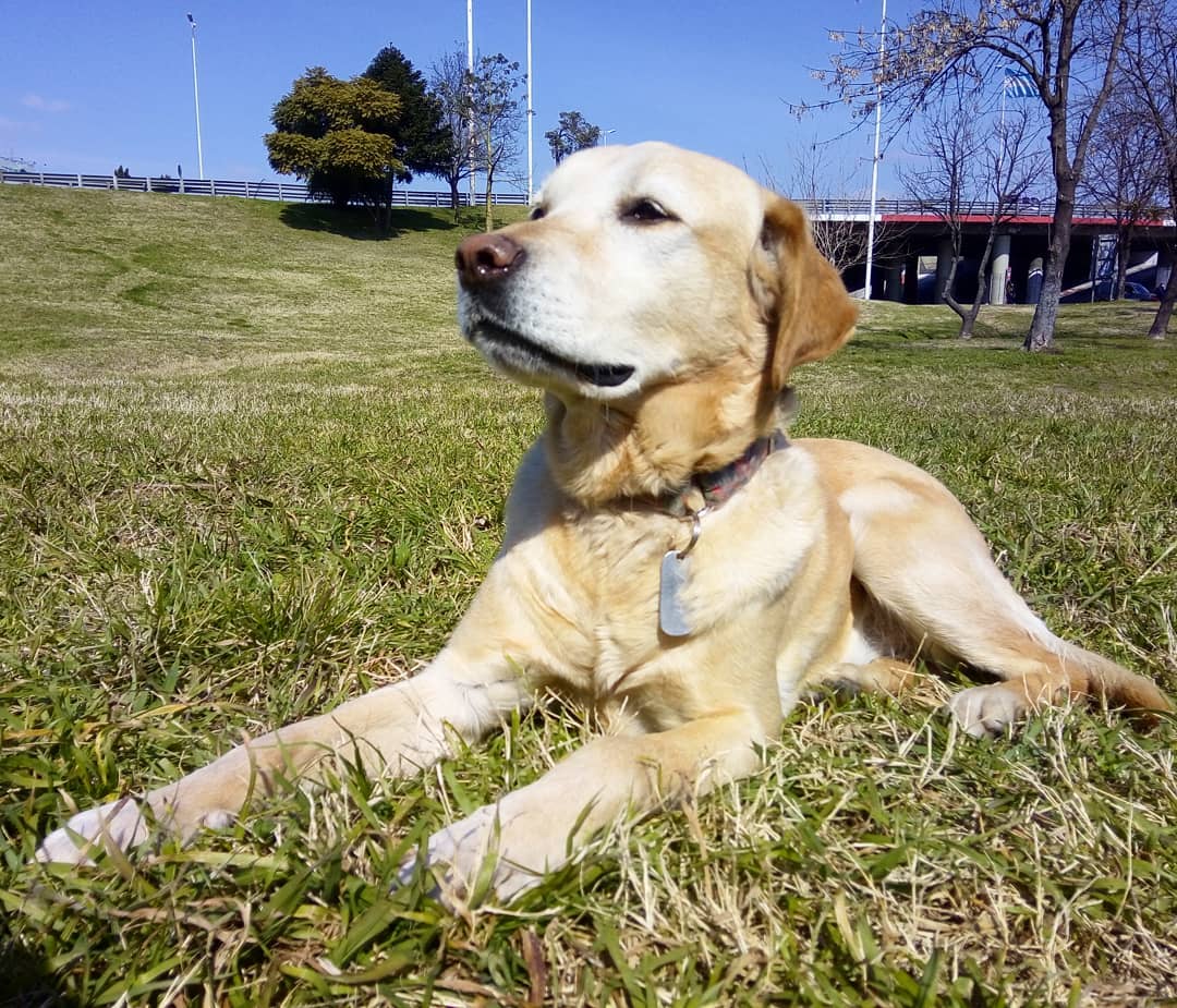 perra lola