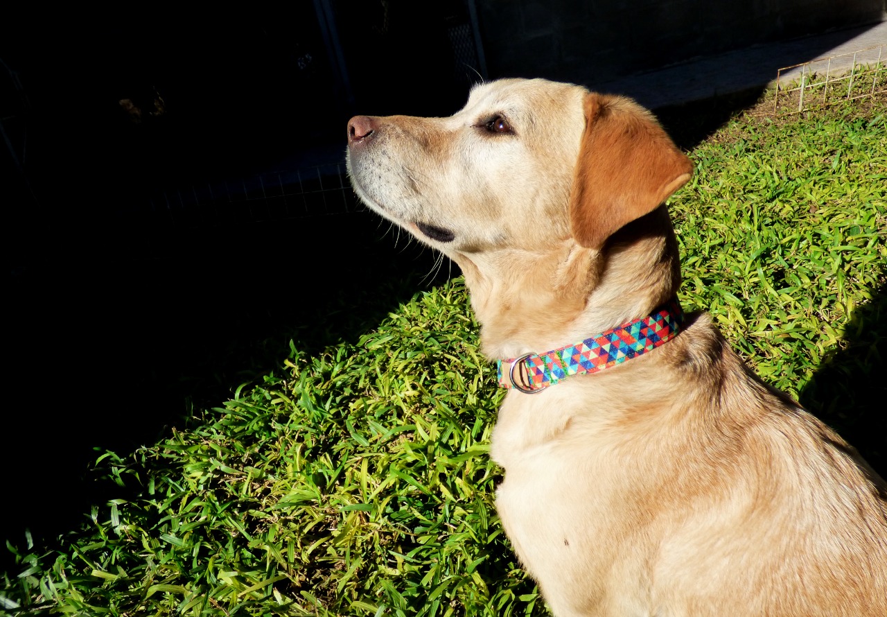 perra lola